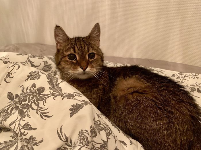 This Is Manson. He’s 17 Years Old And Not Allowed On The Bed. Manson Gets Away With It For Obvious Reasons