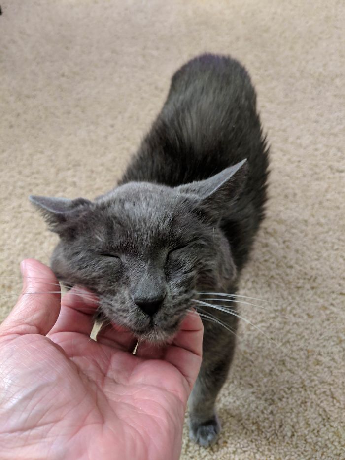 He Is 19, But Never Too Old For Chin Scratches
