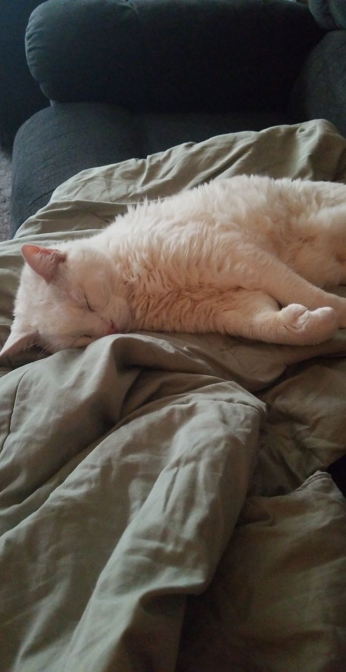 This Is Oreo. He's 23. I've Had Him Since I Was 4 Years Old. I'm Now Almost 27