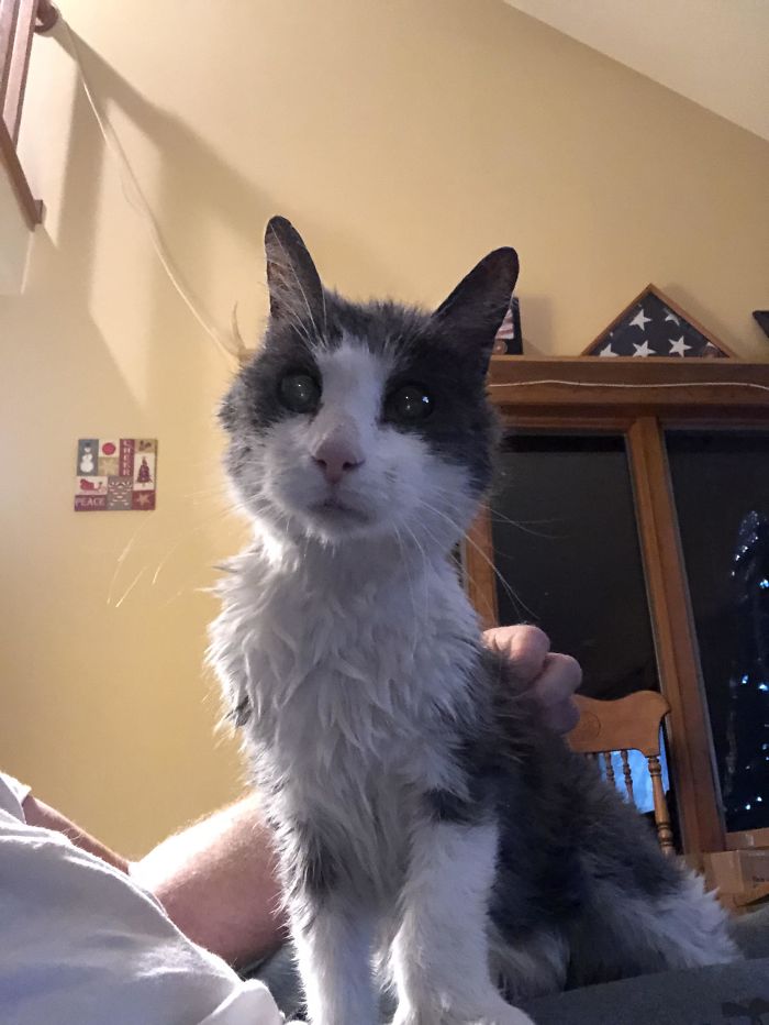 Six. He Was About A Year Old When We Got Him. My Daughter Was A Year Old Also. She Just Turned 25