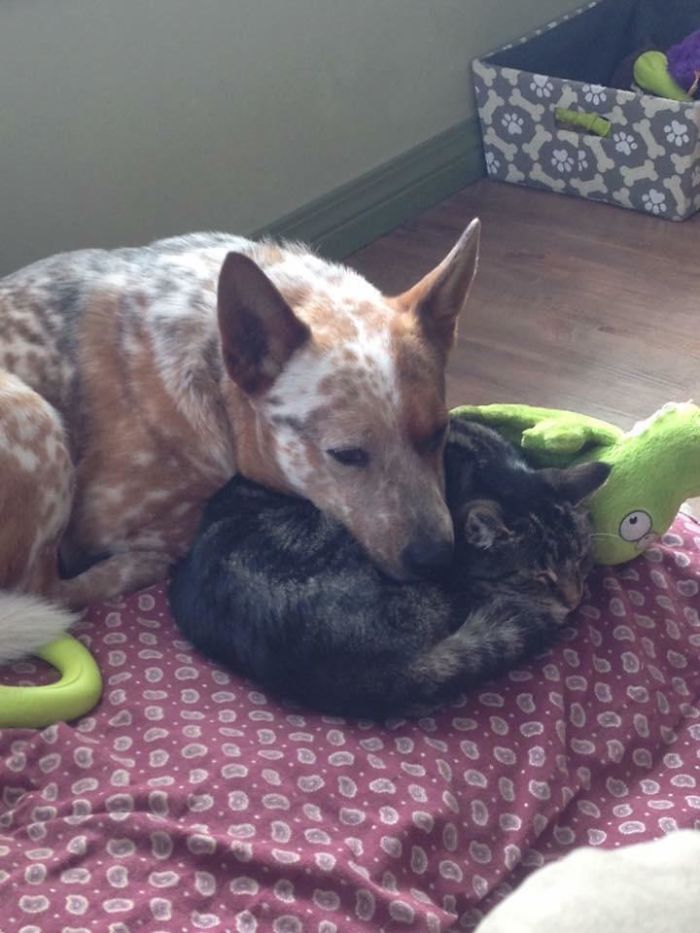 An Oldie But A Goodie, My Heeler With Our 16 Year Old Cat Before She Got Sick