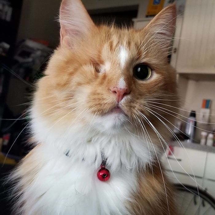 14 Years Old And He Still Looks Like A Kitten