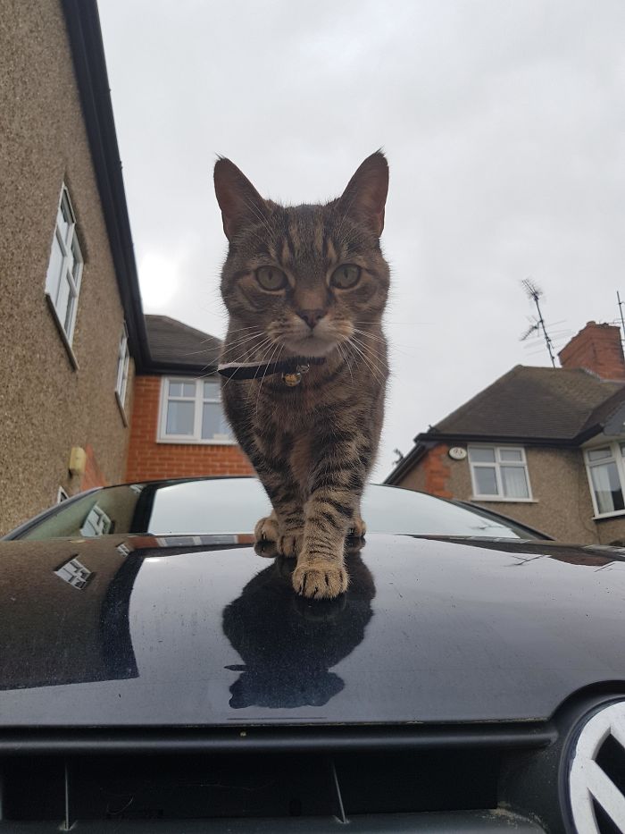 My Cat Is 16 Years Old! She Still Looks Like A Kitten To Me