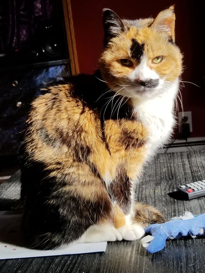 My Old Girl Turns 21 In 1 Minute! She's Legal To Drink Cat Wine!!!