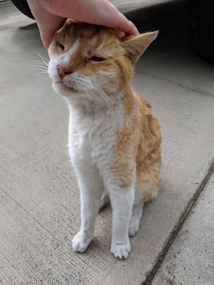Meet Sunny. He’s 21-Years-Old And Still Kicking. My Grandfather Found Him In A Dumpster When Sunny Was A Kitten