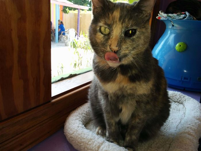 I Saw This 15 Year Old Cat At A Pet Rescue. Her Eyes Were Really Cool