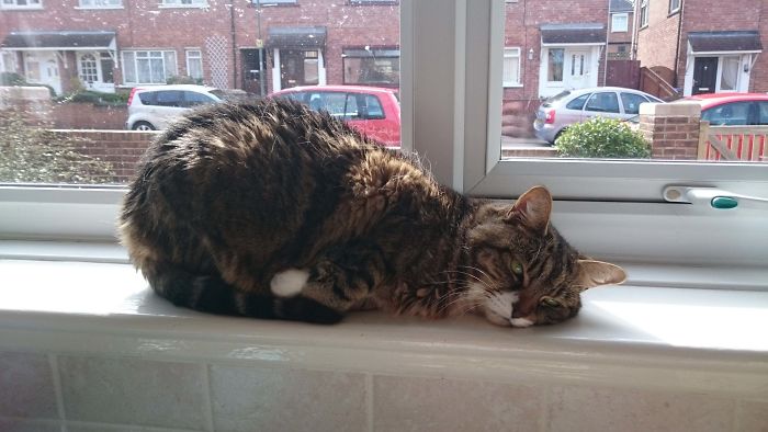 My Old Cat Summing Up The Typical Monday Morning Feeling