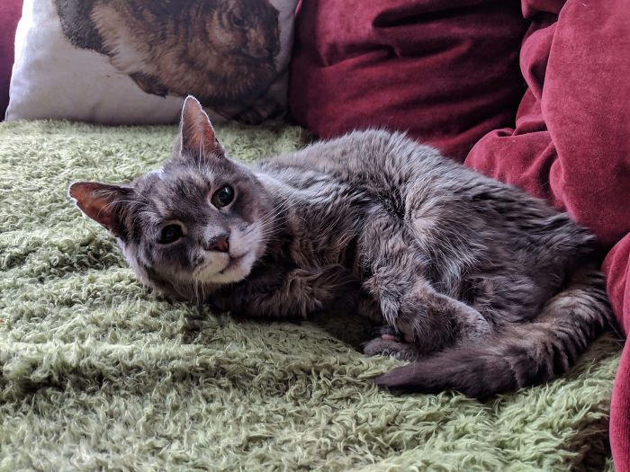 22 Years Old Today Amazingly...happy Birthday Widget, Our Last Remaining Family Cat Still Looking Handsome As Ever!