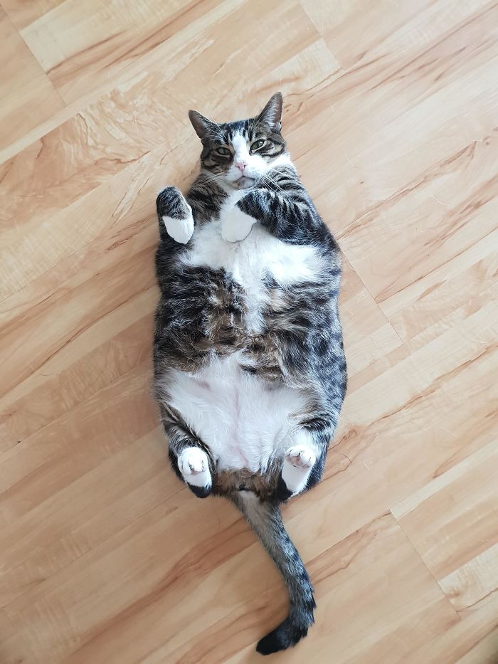 We Posting Old Cats? My Guy Is 19