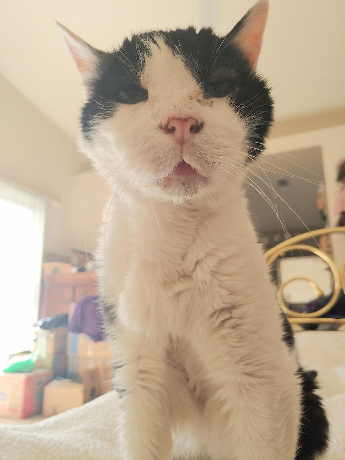 My 18 Year Old Cat, Stanley. He Is The Sweetest Old Man Kitty Ever