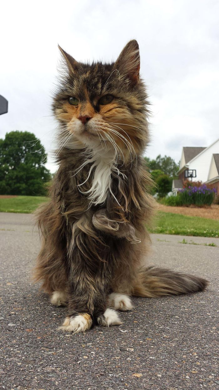 This Is Katie, My 19 Year Old Cat. We're The Same Age As Well