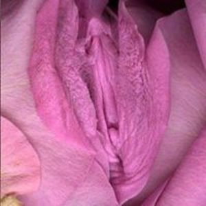 amandastanley avatar