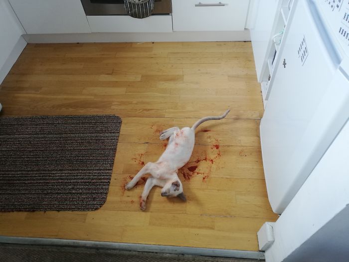 Cat Gave Me A Scare This Morning