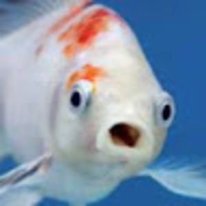 fish_1 avatar