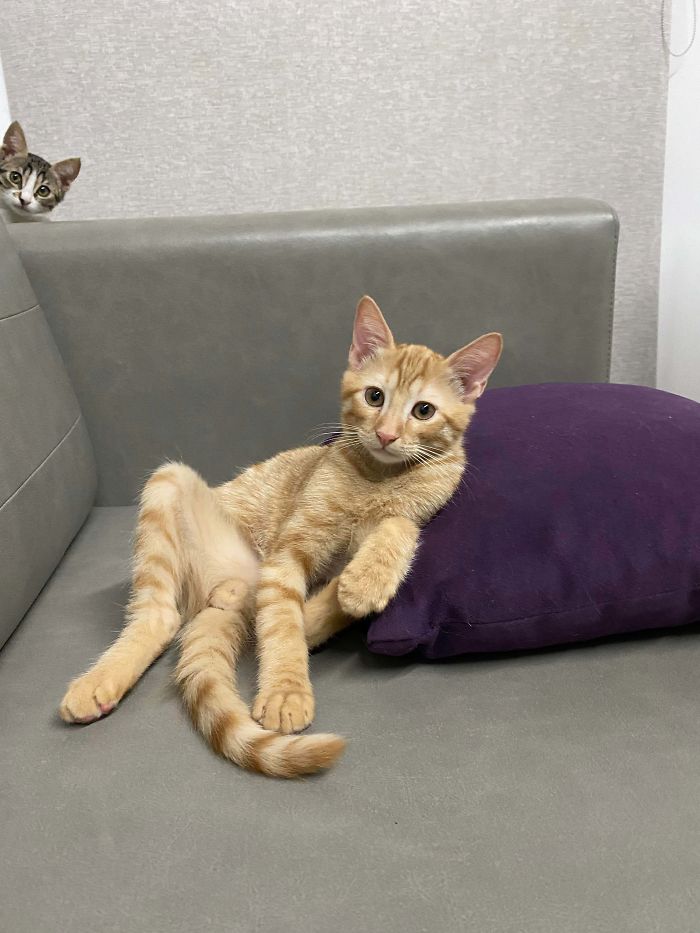 Newly Adopted Kittens