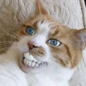 asd_awareness_spectrum avatar