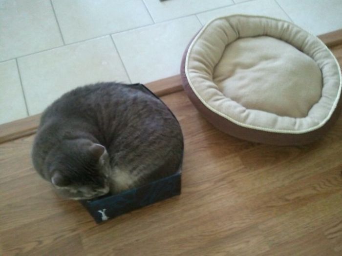 Cat Logic