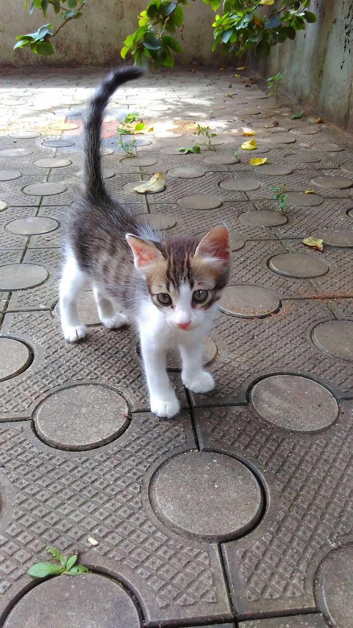 I Wanted A Cat From 4 Years And Was Waiting So Desperately. Finally About 3 Weeks Back, My Mom Agreed To Bring One And We Adopted This Little Cutie. His Name Is Ricky And He Is My Best Friend