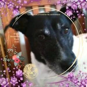 spudly_maguire avatar