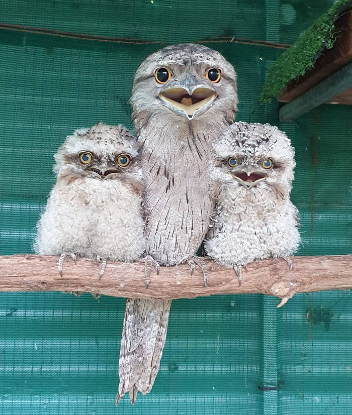 Frogmouth-Birds-Cute-Babies-Pics