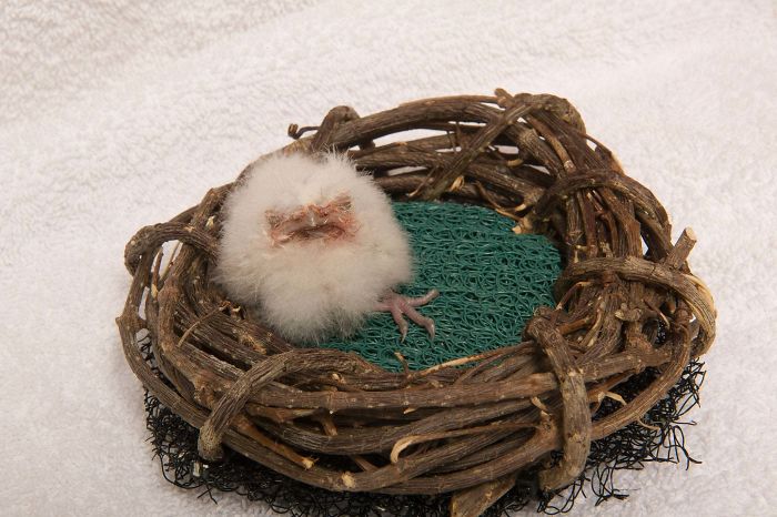 Frogmouth-Birds-Cute-Babies-Pics