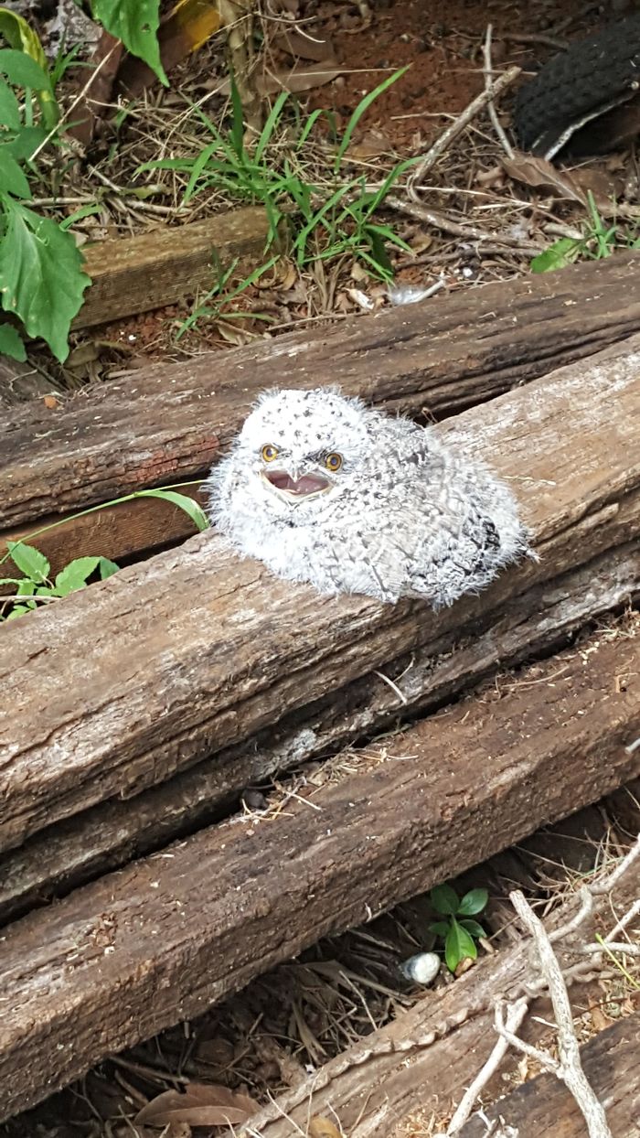 Frogmouth-Birds-Cute-Babies-Pics
