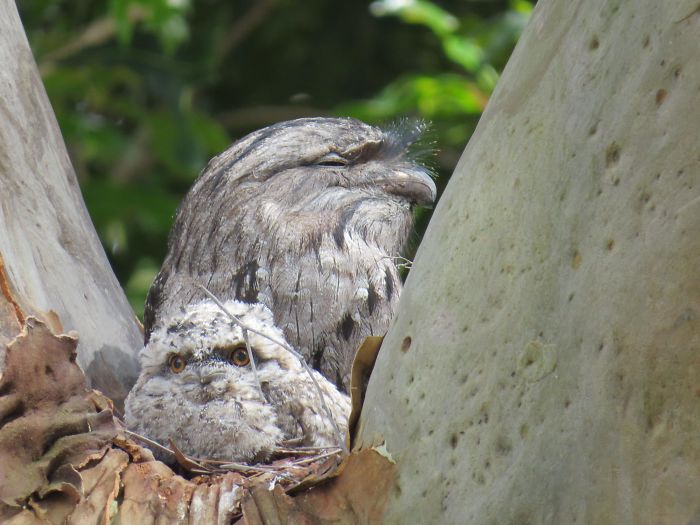 Frogmouth-Birds-Cute-Babies-Pics