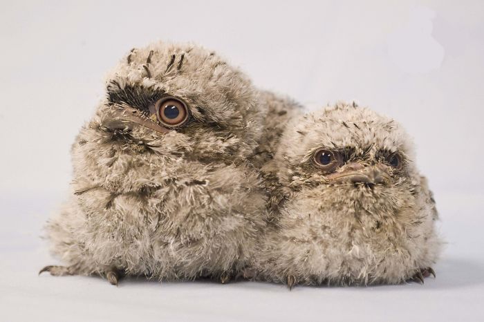Frogmouth-Birds-Cute-Babies-Pics