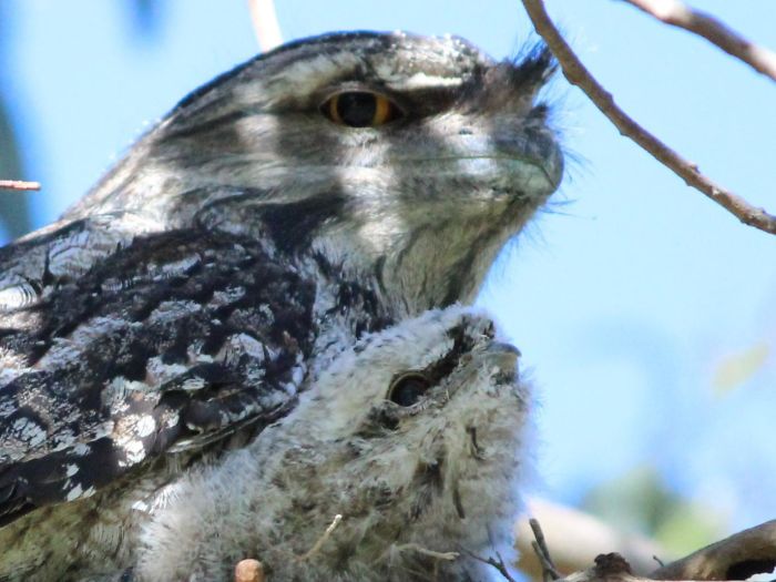 Frogmouth-Birds-Cute-Babies-Pics