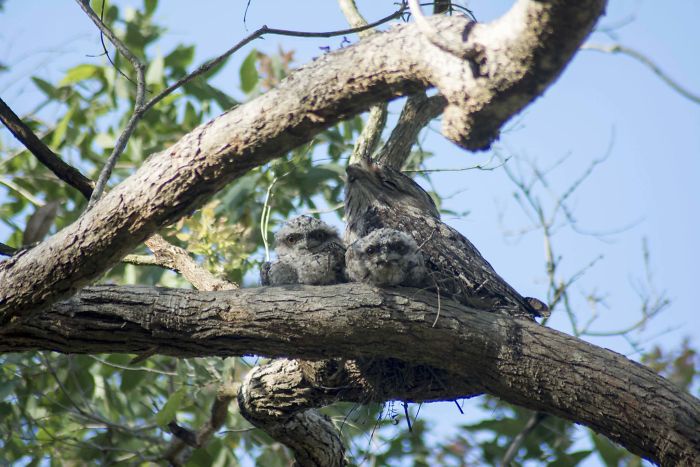 Frogmouth-Birds-Cute-Babies-Pics