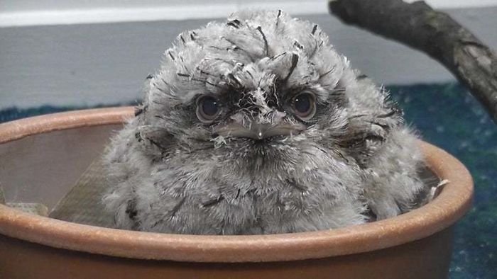 Frogmouth-Birds-Cute-Babies-Pics