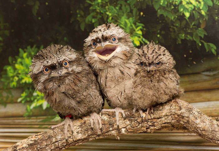 Frogmouth-Birds-Cute-Babies-Pics
