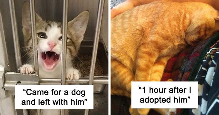 Left image shows a kitten meowing behind shelter bars, right image shows an orange cat resting on a person's lap, rescue pet photos.