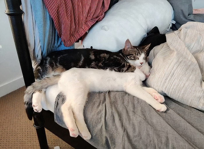 Owner Leaves Her iPad Unattended, Finds A Bunch Of Her 7-Month-Old Cat's Selfies And A Lot Of His Hair