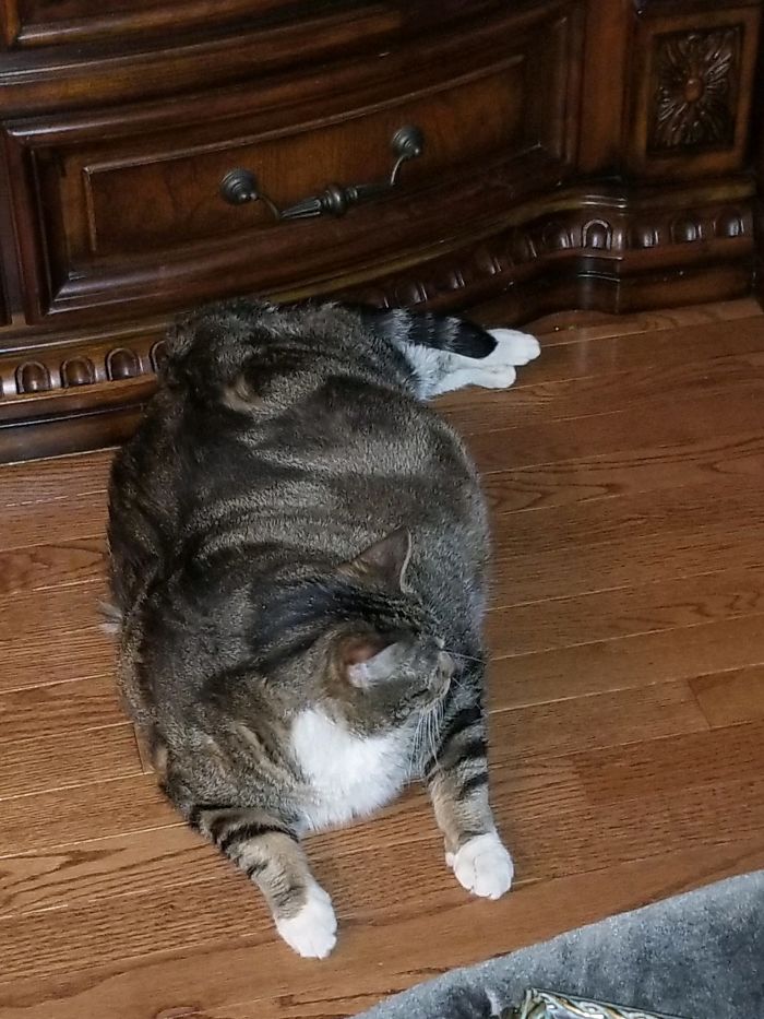 30 Lb Chonk Cat Named Lasagna Gets New Home, New Owners Thrilled With Getting Lasagna And Helping Her Get Healthy 30 Lb Chonk Cat Named Lasagna Gets New Home, New Owners Thrilled With Getting Lasagna And Helping Her Get Healthy