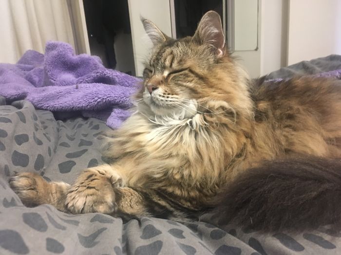 Loki, 8 Year Old Maine Coon