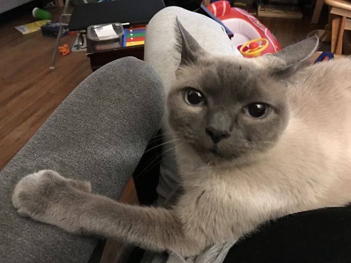 This Is Lady. She’s Seventeen And The Queen Of All She Surveys