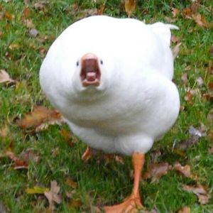 angelolivoporcayo avatar