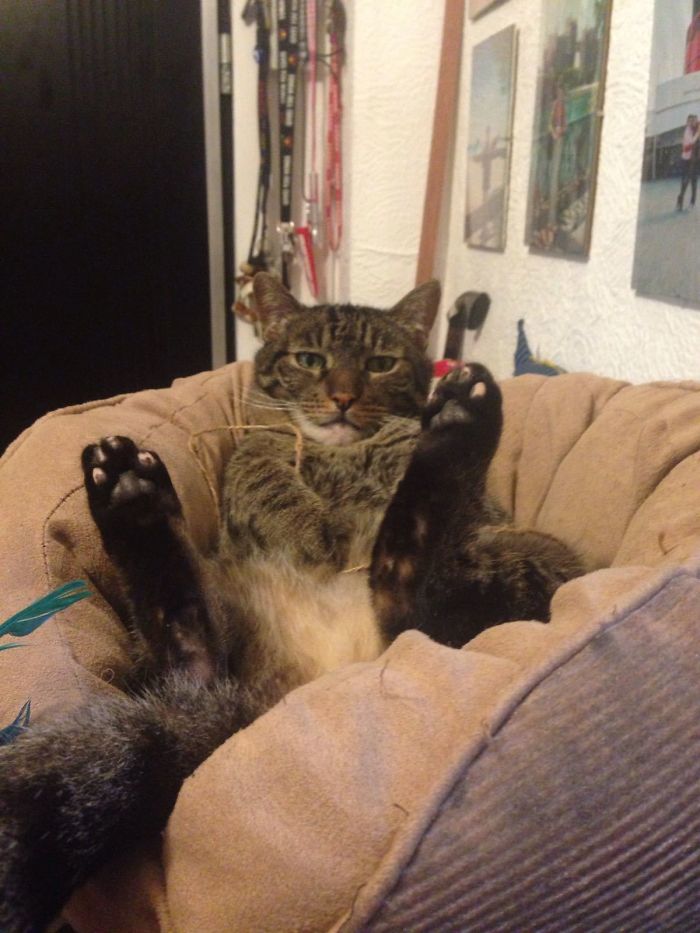 Miau Age 12 Rip My Sweetheart...how You Doin'?