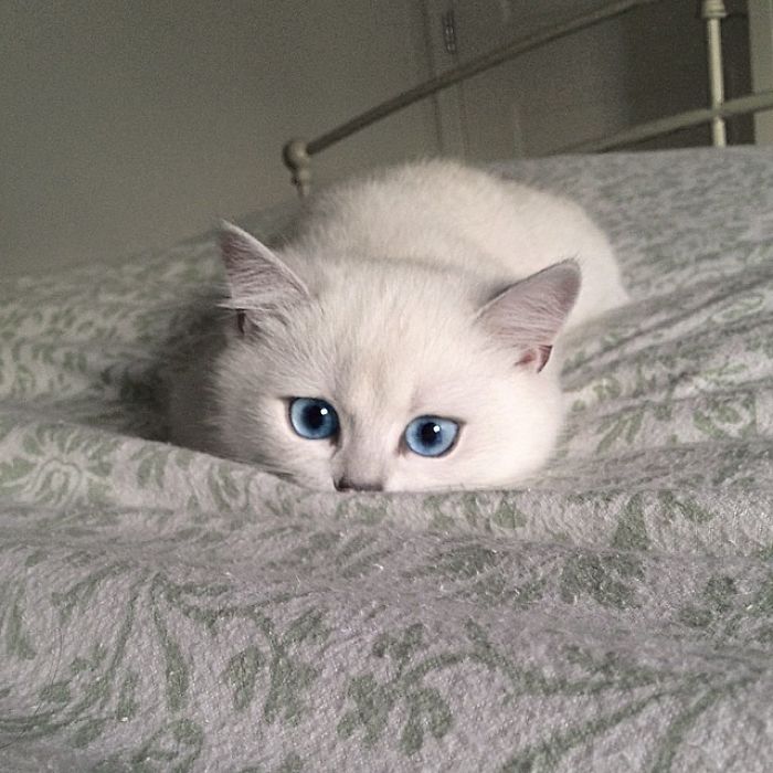 When The Catnip Hits