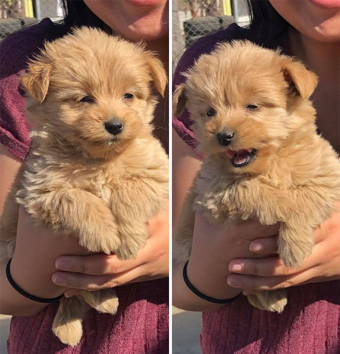 Spotted The Cutest Smol Pupper While Volunteering!!!
