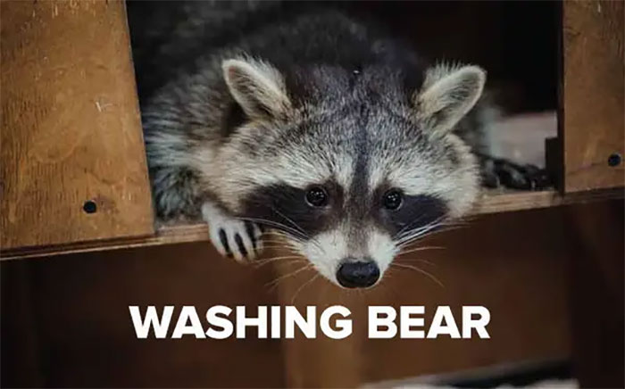 When Animals Sounded Way Cuter In German. Like Raccoon.