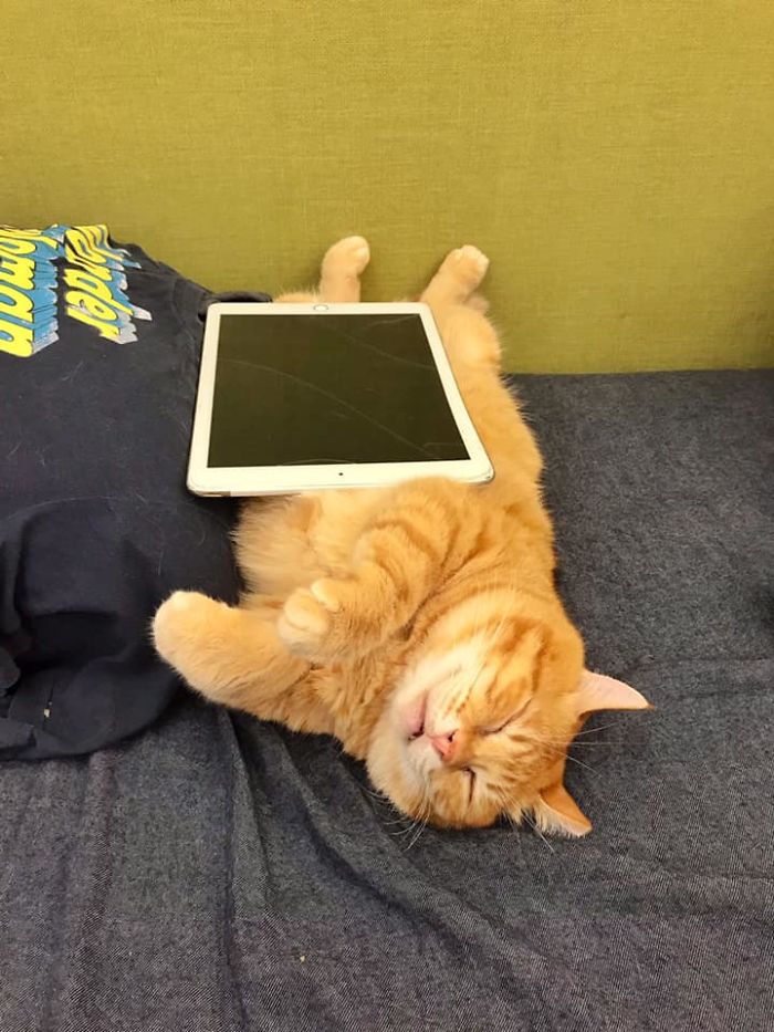 This Adorable Ginger Cat Sleeps All Day But Is Constantly Tired, And People Think It&rsquo;s Absolutely Relatable (17 Pics)