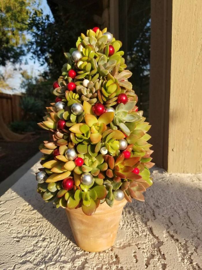 These 13-Inch Succulent Christmas Trees Are Ideal For Celebrating In A Small Space These 13-Inch Succulent Christmas Trees Are Ideal For Celebrating In A Small Space