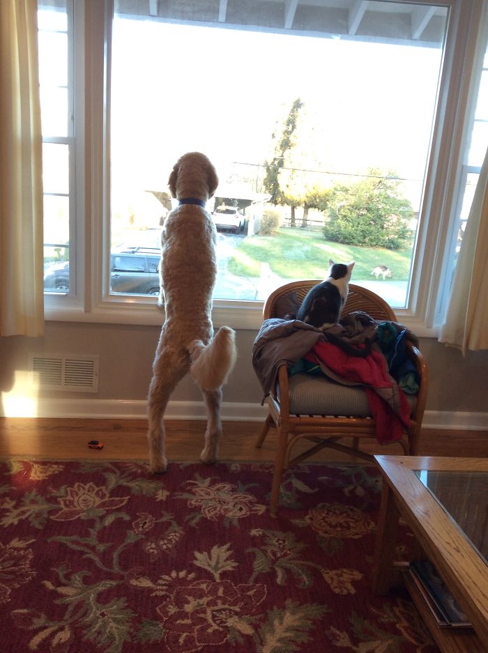 Two Pets! Chase (The Dog) And Seymour (The Cat)