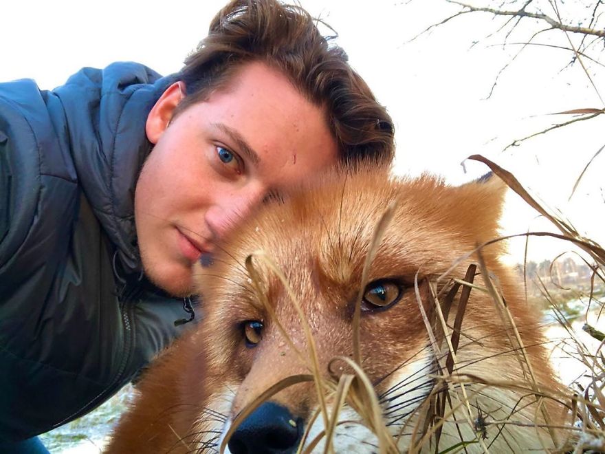 5 Years Ago This Adorable Fox Was Rescued From A Fur Market