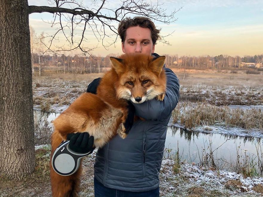 5 Years Ago This Adorable Fox Was Rescued From A Fur Market