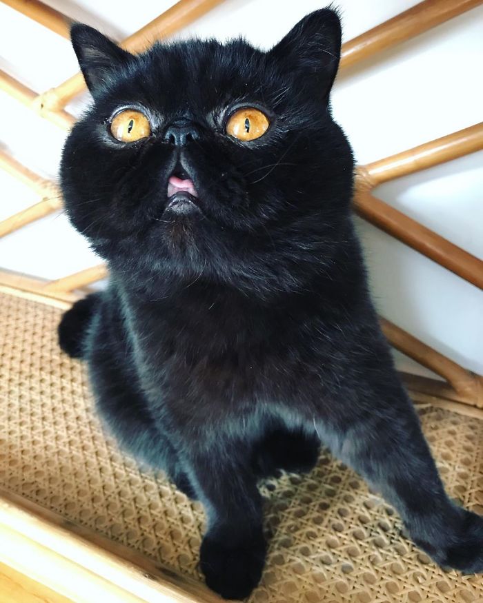 Couple Gets A Cat, And As He Gets Older, His Eyes Change Into Round, Orange, Horror-Like Eyes