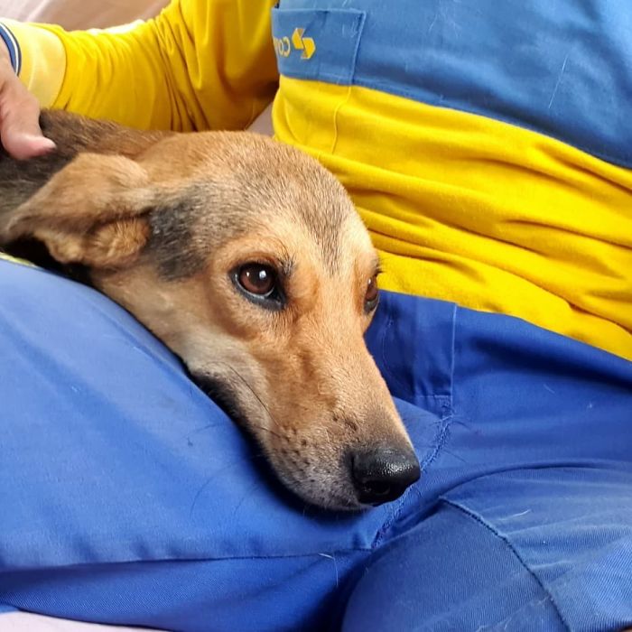 This Brazilian Postman Breaks The Stereotype That Dogs Don't Like Postmen (120 Pics)