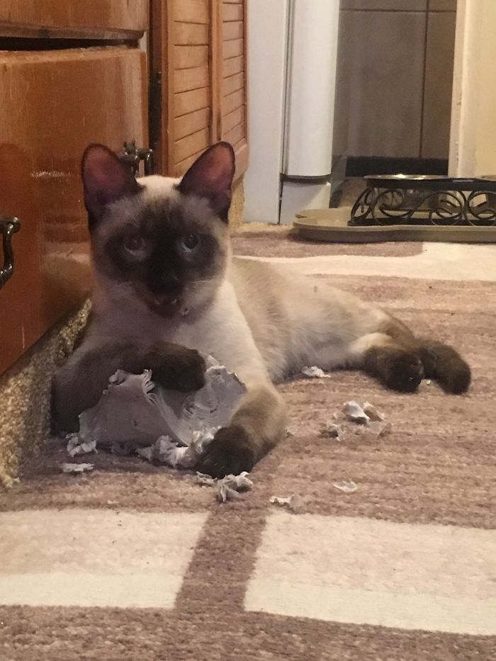 Sammy Age 3. My Precious